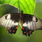 Papilio aegeus