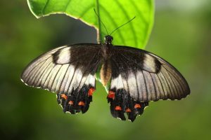 Papilio aegeus