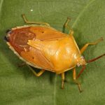 Agapophyta bipunctata