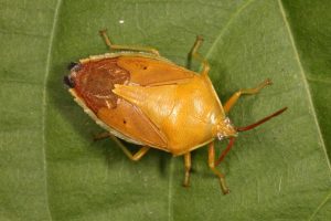 Agapophyta bipunctata
