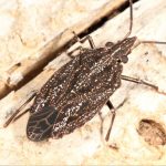 Aglaophon variegatus