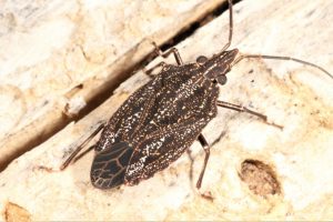 Aglaophon variegatus