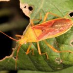 Amblypelta lutescens