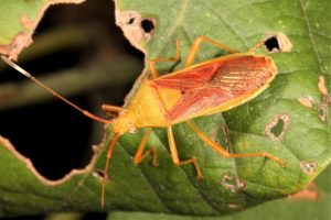 Amblypelta lutescens