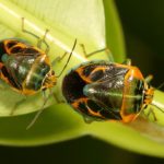 Antestiopsis cederwaldi