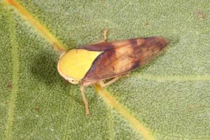 Brunotartessus fulvus