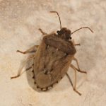 Cephaloplatus pallipes