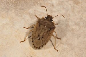 Cephaloplatus pallipes