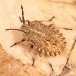 Cephaloplatus pertyi