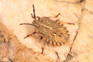 Cephaloplatus pertyi