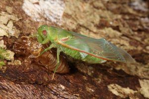 Chlorocysta vitripennis