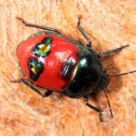 Choerocoris paganus