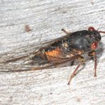 Cicadetta landsboroughi