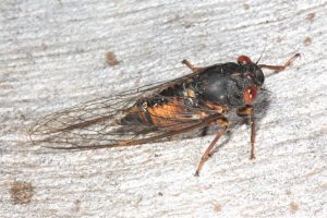Cicadetta landsboroughi