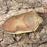 Coleotichus excellens