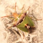 Cuspicona strenuella