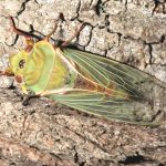 Cyclochila australasiae