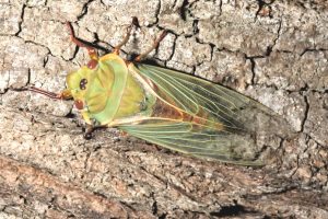Cyclochila australasiae
