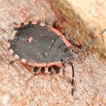 Diemenia rubromarginata