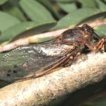 Diemeniana euronotiana