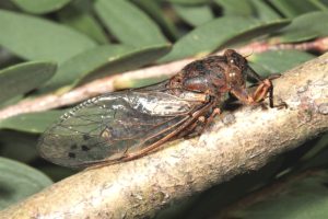 Diemeniana euronotiana