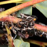 Eurymeloides bicincta