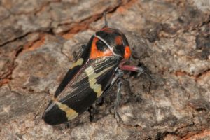 Eurymeloides pulchra