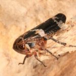 Eurymeloides punctata