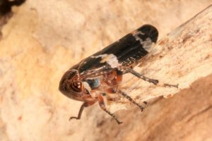 Eurymeloides punctata