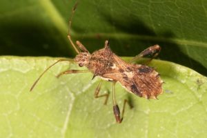 Gralliclava australiensis