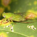 Guineapsaltria flava