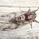 Henicopsaltria eydouxii