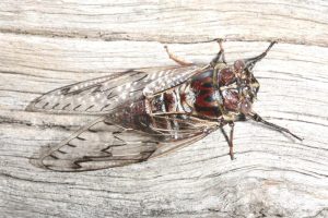 Henicopsaltria eydouxii