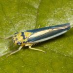 Ishidaella latomarginata