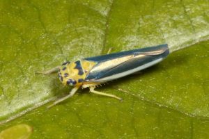 Ishidaella latomarginata