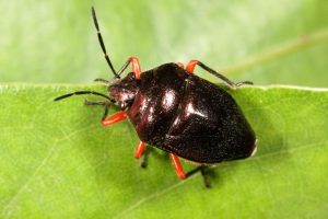 Lampromicra aerea