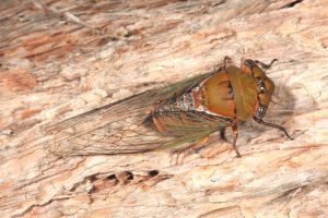 Macrotristria dorsalis