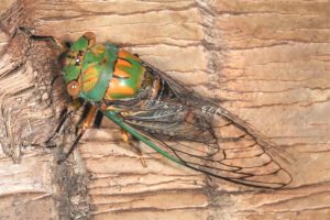 Macrotristria sylvara