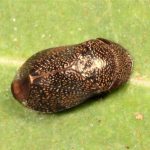 Neovulturnus species