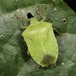 Nezara viridula