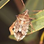 Oechalia schellenbergii