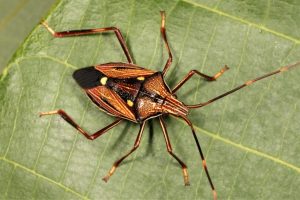 Poecilometis calidus