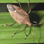 Poecilometis elongatus