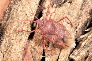 Poecilometis fuscescens