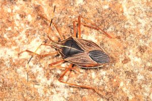 Poecilometis nigriventris