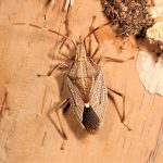 Poecilometis monteithi