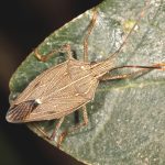 Poecilometis spenceri