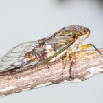 Psaltoda claripennis