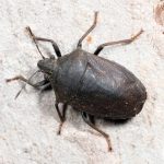 Scotinophara allanae