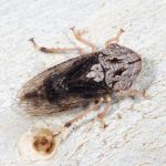 Stenocotis depressa